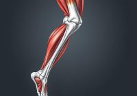 Mięsień dwugłowy uda – anatomia, funkcje i techniki rozciągania